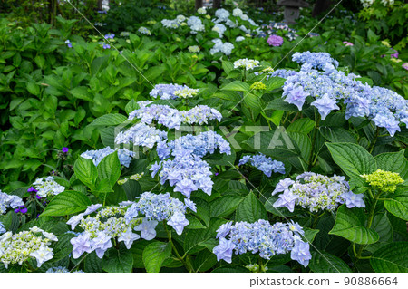 Beautiful hydrangea flowers in the garden that bloom in early summer 90886664