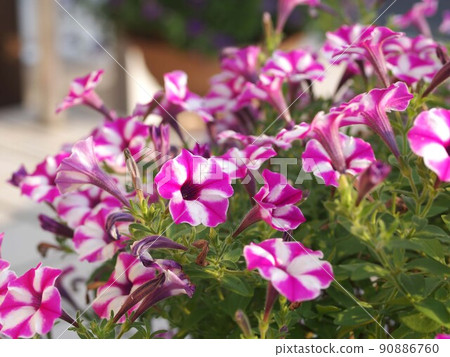 Star-blooming petunia flower cluster Star-blooming petunia flower cluster 90886760
