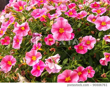 Star-blooming petunia flower cluster Star-blooming petunia flower cluster 90886761