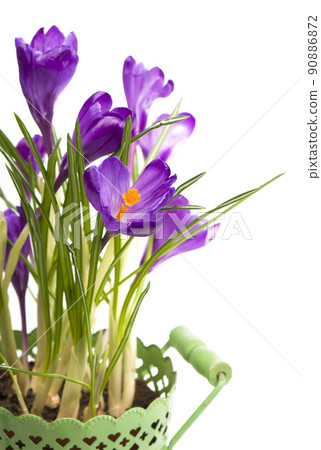 Flower in the spring. Purple crocuses isolated on orange background 90886872