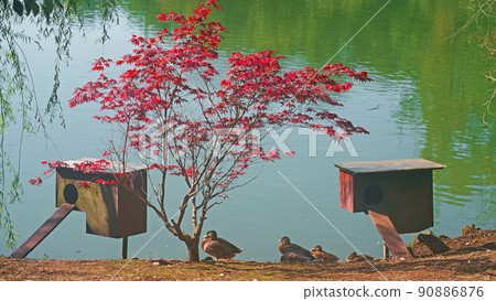 Bird houses on the shore of a beautiful lake. Ducks live in their natural environment 90886876