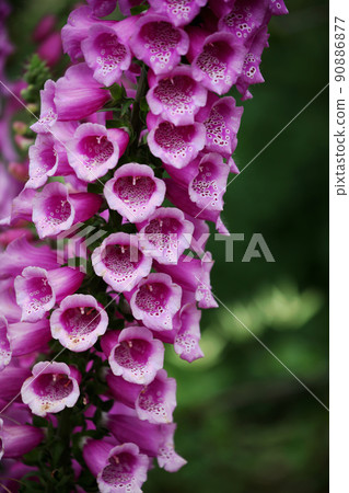 Digitalis Digitalis 90886877