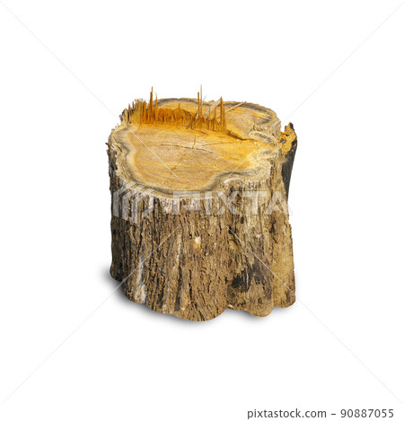 Teak stump isolated on white background Teak stump isolated on white background 90887055