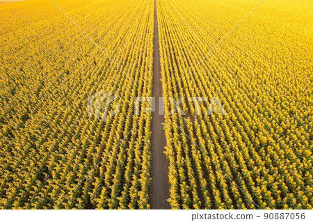 Sunflower fields Lopburi. 90887056