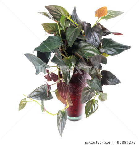 Ornamental plants, syngonium chocolate leaves [white background] 90887275