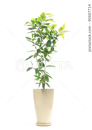 觀葉植物盆栽，亞馬遜橄欖（爪哇李子）[白色背景] 90887714