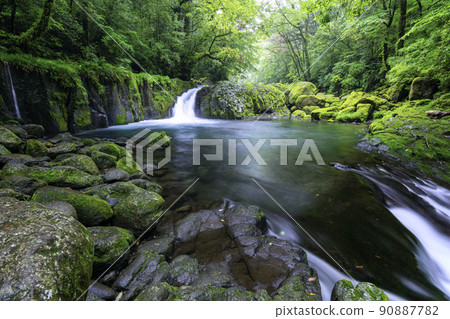 Kikuchi Gorge with beautiful fresh green in early summer (Kikuchi City, Kumamoto Prefecture) 90887782