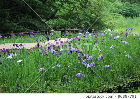 花菖蒲四季之森公園 菖蒲園 橫濱 神奈川縣 花菖蒲四季之森公園 菖蒲園 橫濱 神奈川縣 90887791
