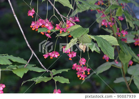 Hirohatsuribana (Sounkyo, Hokkaido) 90887939