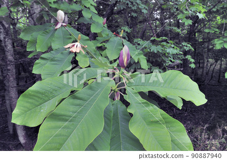 Magnolia obovata buds (Shiretoko, Hokkaido) Magnolia obovata buds (Shiretoko, Hokkaido) 90887940