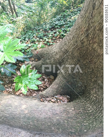The root of a camphor tree, the root of a giant tree, the root of a large tree, a 1500-year-old large tree, the largest large camphor tree in Japan 90888631