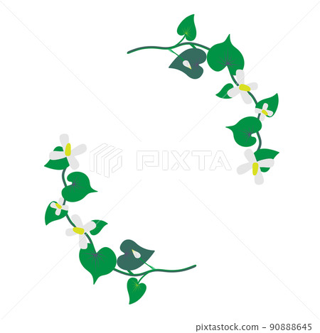Green leaf Houttuynia cordata flower 90888645