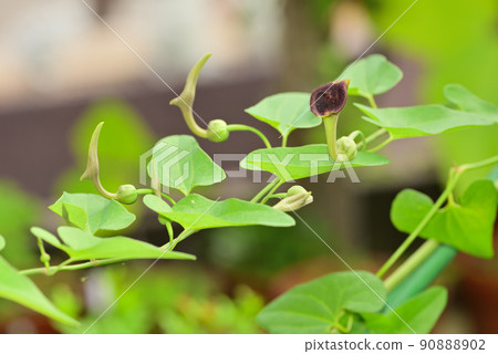 The strange flower of the dutchman's pipe The strange flower of the dutchman's pipe 90888902
