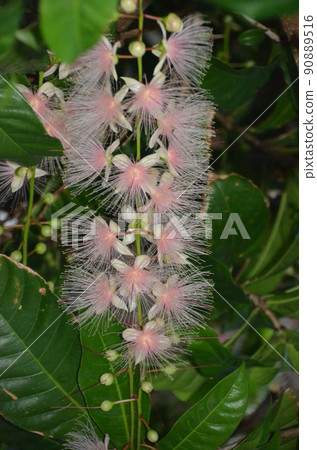 Barringtonia racemosa with pink flowers hanging in tufts and fragrance on summer nights on Iriomote Island Barringtonia racemosa with pink flowers hanging in tufts and fragrance on summer nights on Iriomote Island 90889516