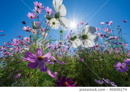 Autumn annual event Tonami Yumenotaira Cosmos Watching Autumn annual event Tonami Yumenotaira Cosmos Watching 90890274