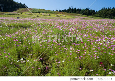 Autumn annual event Tonami Yumenotaira Cosmos Watching Autumn annual event Tonami Yumenotaira Cosmos Watching 90890283