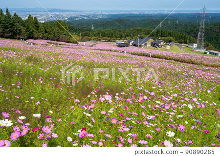 秋季一年一度的活動 Tonami Yumenotaira Cosmos Watching 秋季一年一度的活動 Tonami Yumenotaira Cosmos Watching 90890285