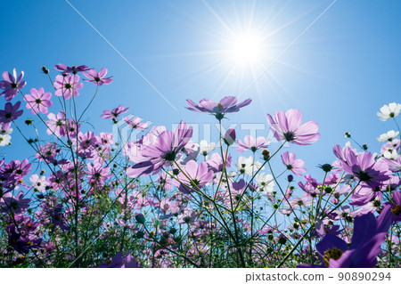 秋季一年一度的活動 Tonami Yumenotaira Cosmos Watching 秋季一年一度的活動 Tonami Yumenotaira Cosmos Watching 90890294