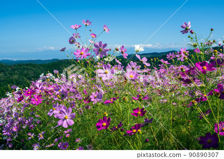 秋季一年一度的活動 Tonami Yumenotaira Cosmos Watching 秋季一年一度的活動 Tonami Yumenotaira Cosmos Watching 90890307