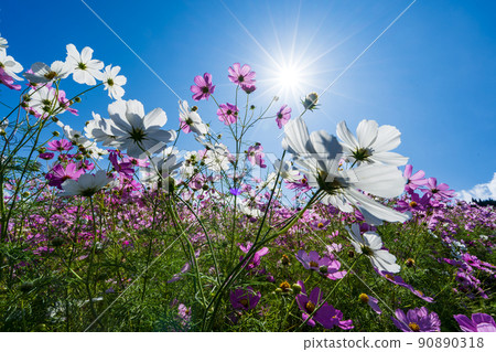 秋季一年一度的活動 Tonami Yumenotaira Cosmos Watching 秋季一年一度的活動 Tonami Yumenotaira Cosmos Watching 90890318