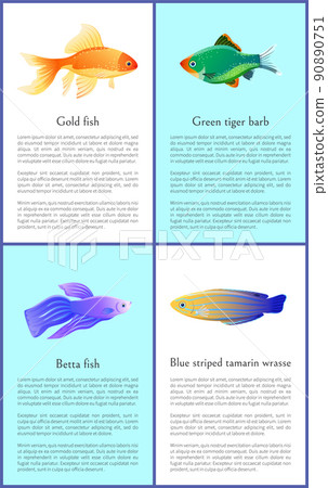 Gold and Betta Fishes Colorful Vector Banners Set 90890751