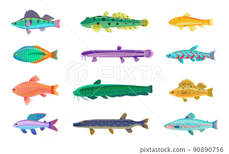 Jack Dempsey and Cichlid Set Vector Illustration Jack Dempsey and Cichlid Set Vector Illustration 90890756