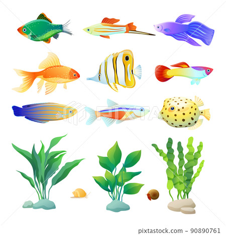 Aquarium Inhabitant Specie and Algae Color Poster Aquarium Inhabitant Specie and Algae Color Poster 90890761