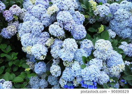 繡球6326 繡球6326 90890829