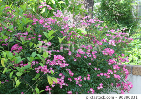 春天日本公園裡盛開的粉紅玫瑰 90890831