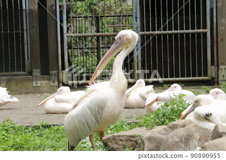 Great white pelican whitish except during breeding season 90890955