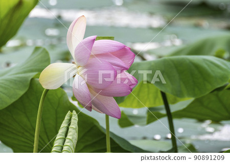 居昌郡菖蒲園美麗的紅百合 居昌郡菖蒲園美麗的紅百合 90891209