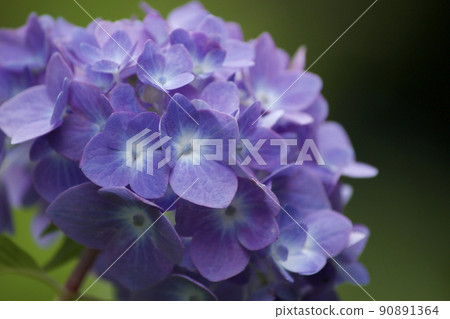Purple hydrangea up 90891364