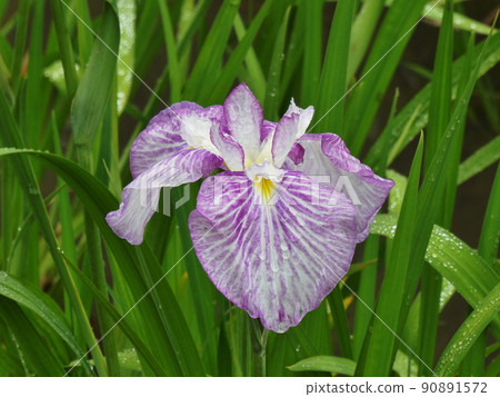 花菖蒲紅子江戶系鳶尾花 var. Ensata 花菖蒲紅子江戶系鳶尾花 var. Ensata 90891572