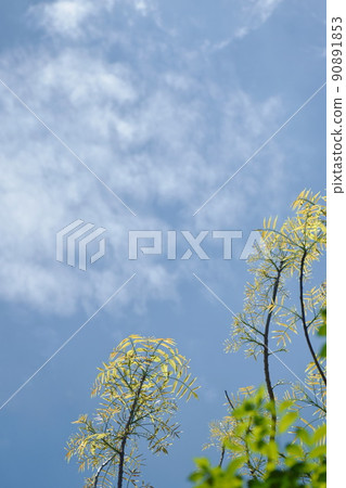 treetop forth lef bud on sky background in sunny day  90891853