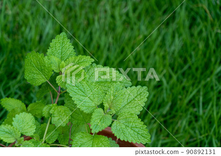 Lemon balm, a herb with a scent of lemon 90892131