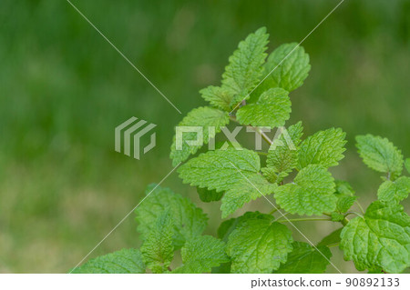Lemon balm, a herb with a scent of lemon 90892133