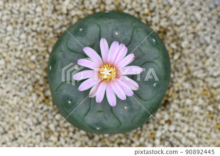 Lophophora fredicii with pink blossom flower. Lophophora fredicii with pink blossom flower. 90892445