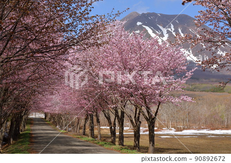 Tokiwano Yudanyachi, Hirosaki City, Aomori Prefecture, the world's largest row of cherry blossom trees on Mt. 90892672