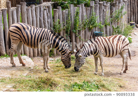 zebra in zoo - two black and white striped zebras eating grass zebra in zoo - two black and white striped zebras eating grass 90893338