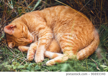 Sleeping red cat - on a hot summer day she is hidden in a shade in a flower bed 90893340