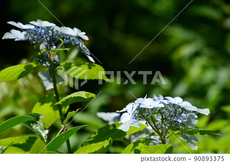 Kyoto Prefectural Botanic Garden 90893375