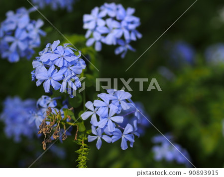 Blue Ruri Matryu flower 90893915
