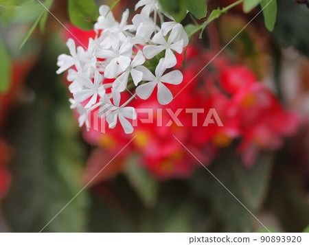 白石墨花 白石墨花 90893920
