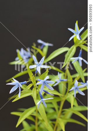 淡藍紫色 Amsonia elliptica 淡藍紫色 Amsonia elliptica 90893993