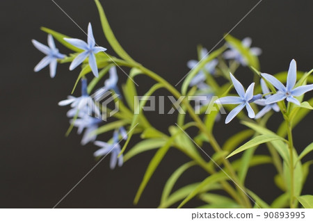Pale blue-purple Amsonia elliptica Pale blue-purple Amsonia elliptica 90893995