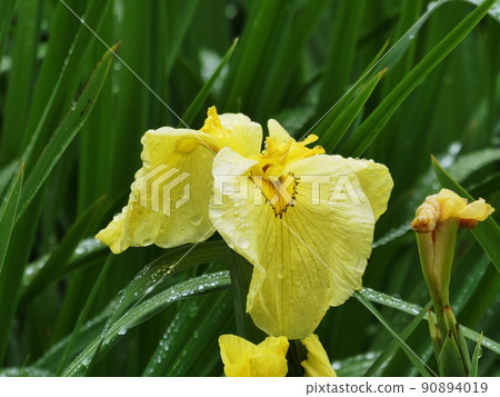 花菖蒲金冠鳶尾 ensata var. Ensata 90894019