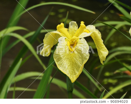Hanashobu Gold Crown Iris ensata var. Ensata Hanashobu Gold Crown Iris ensata var. Ensata 90894020