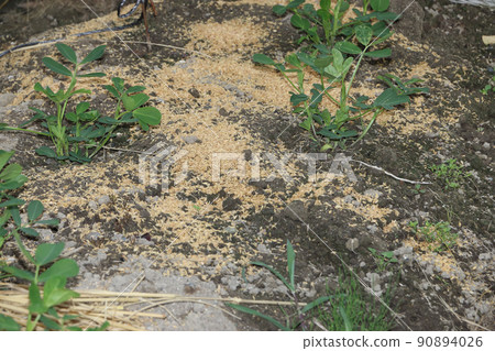 花生和稻殼 花生和稻殼 90894026