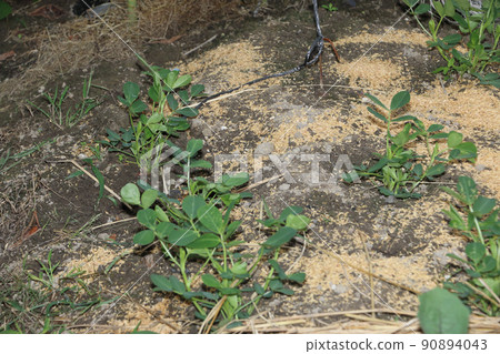 Peanuts and rice husks 90894043