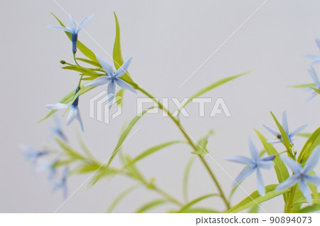 Pale blue-purple Amsonia elliptica Pale blue-purple Amsonia elliptica 90894073